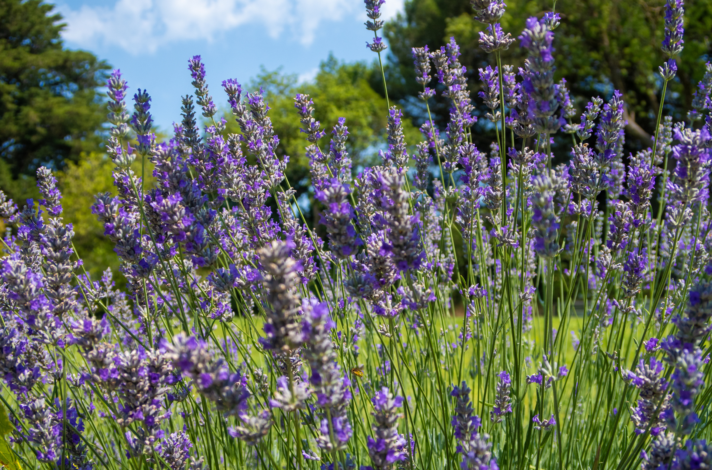 lavender