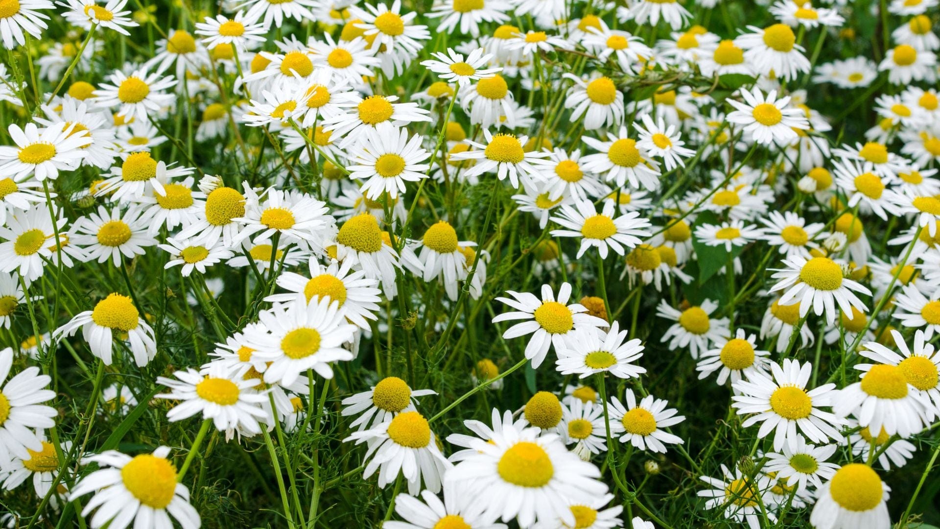 Chamomile Roman Benefits & Uses