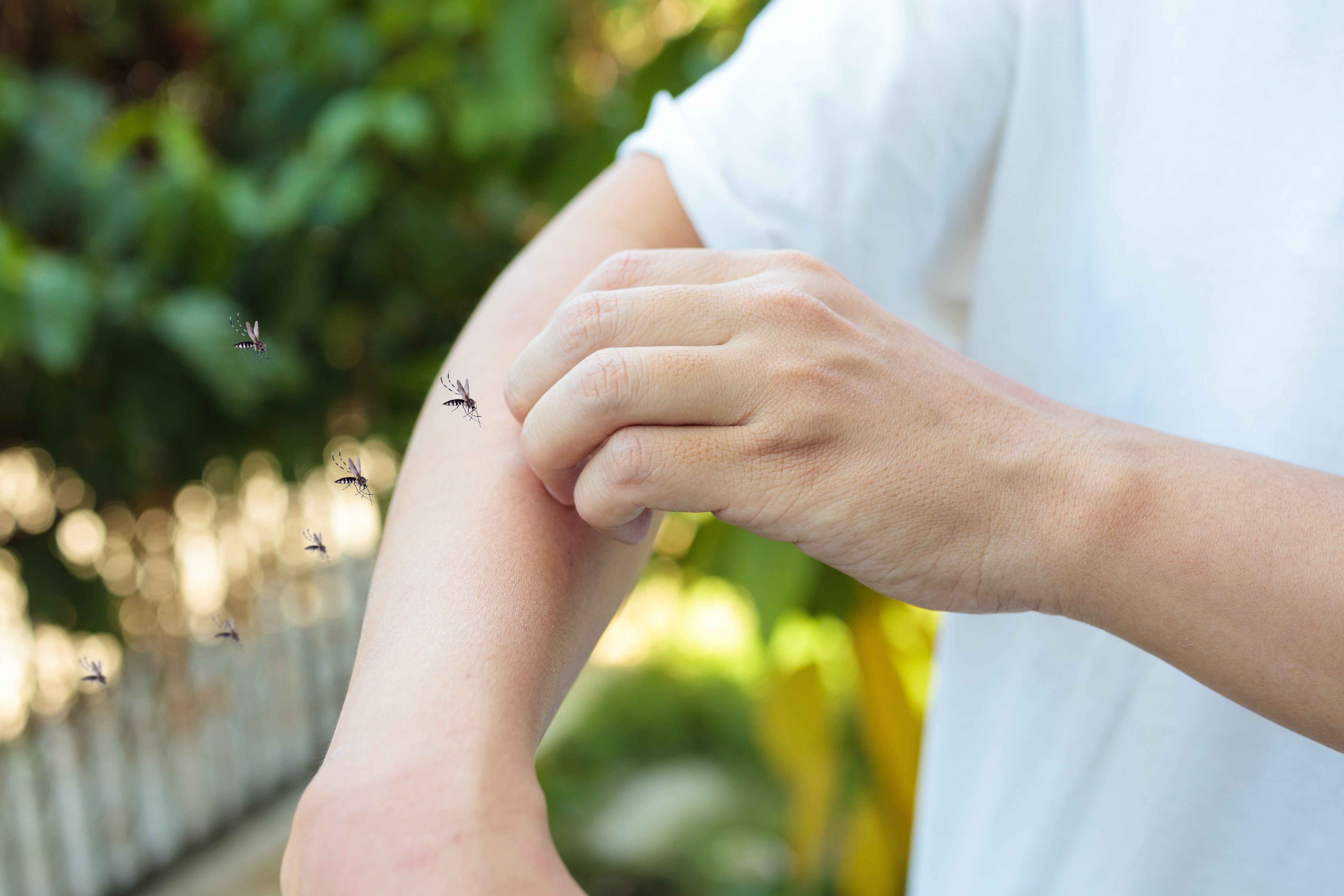 Insect Bites & Repellent
