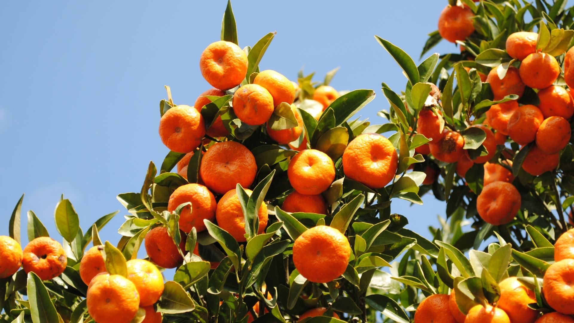 Mandarin Benefits & Uses