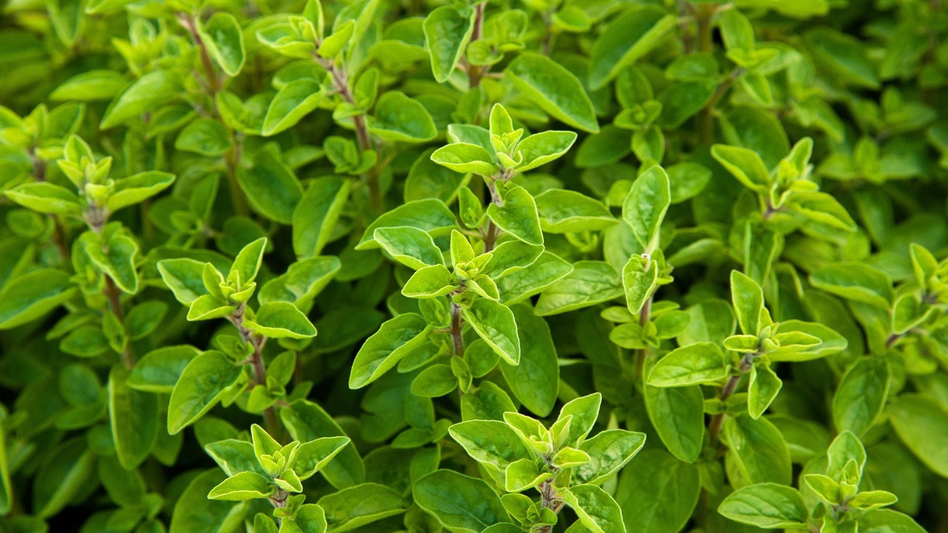 Marjoram Benefits & Uses