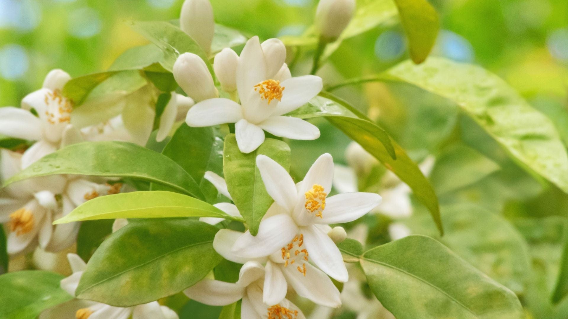 Neroli Benefits & Uses