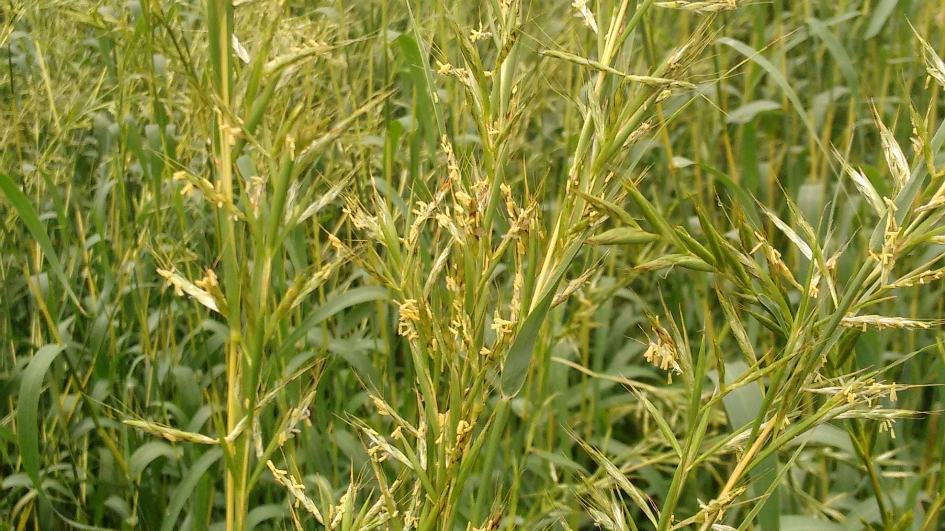 Palmarosa Benefits & Uses