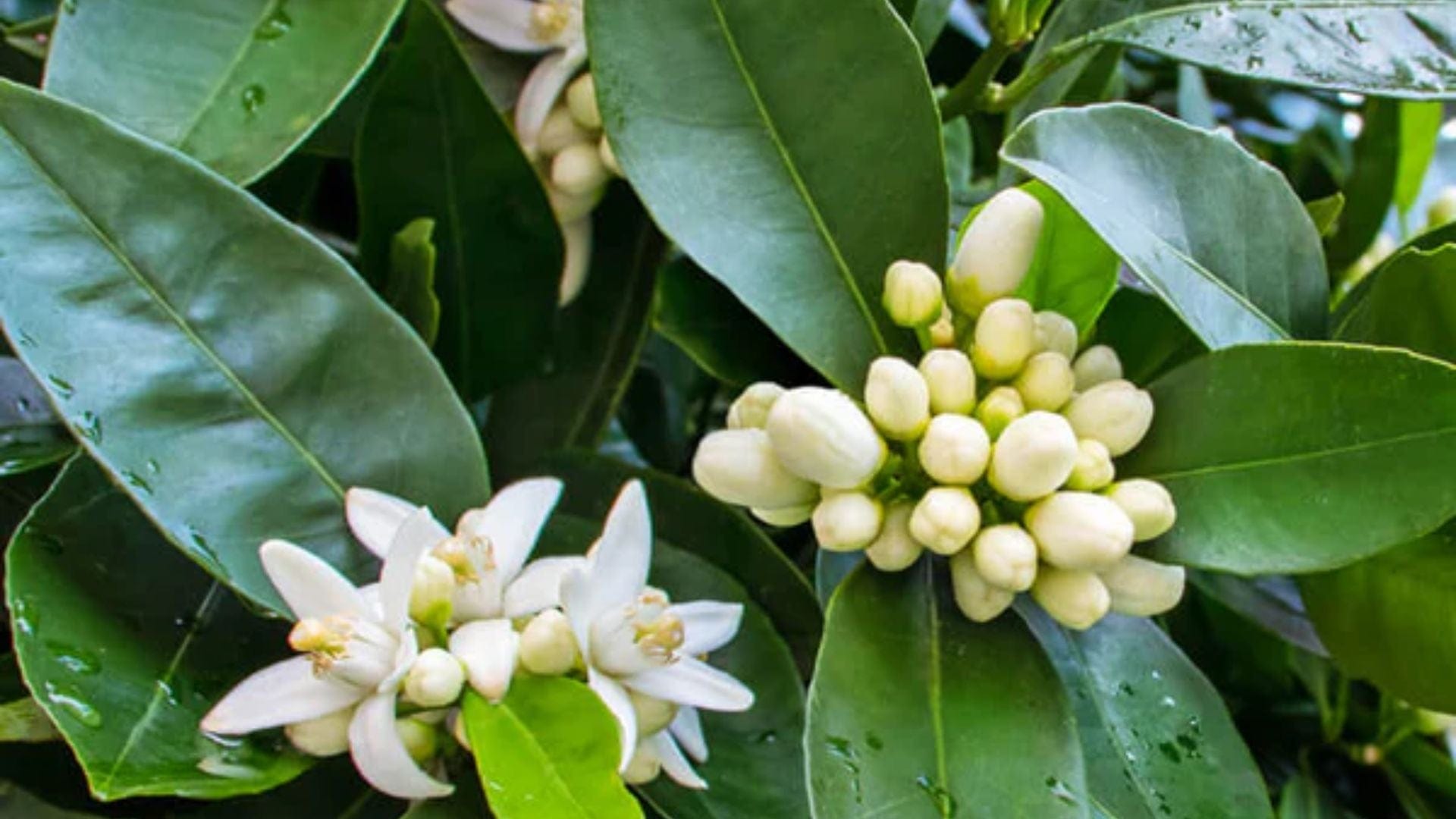 Petitgrain Benefits & Uses