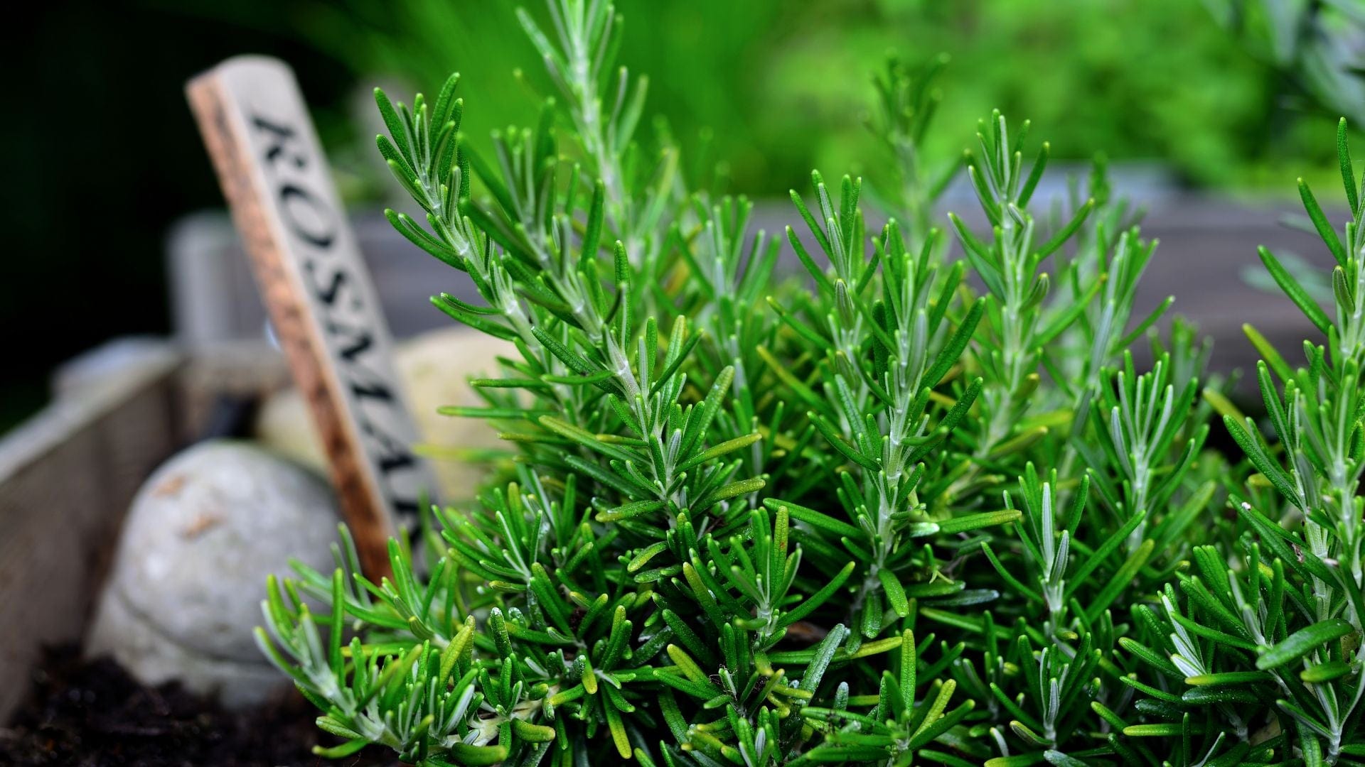 Rosemary Benefits & Uses