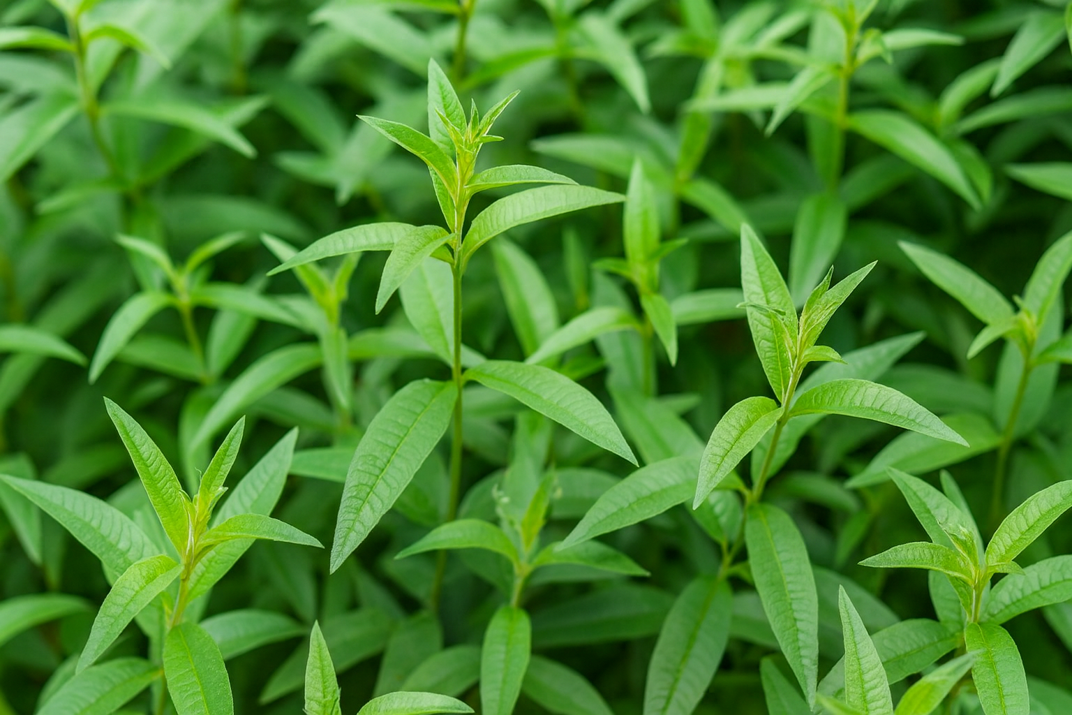 Verbena