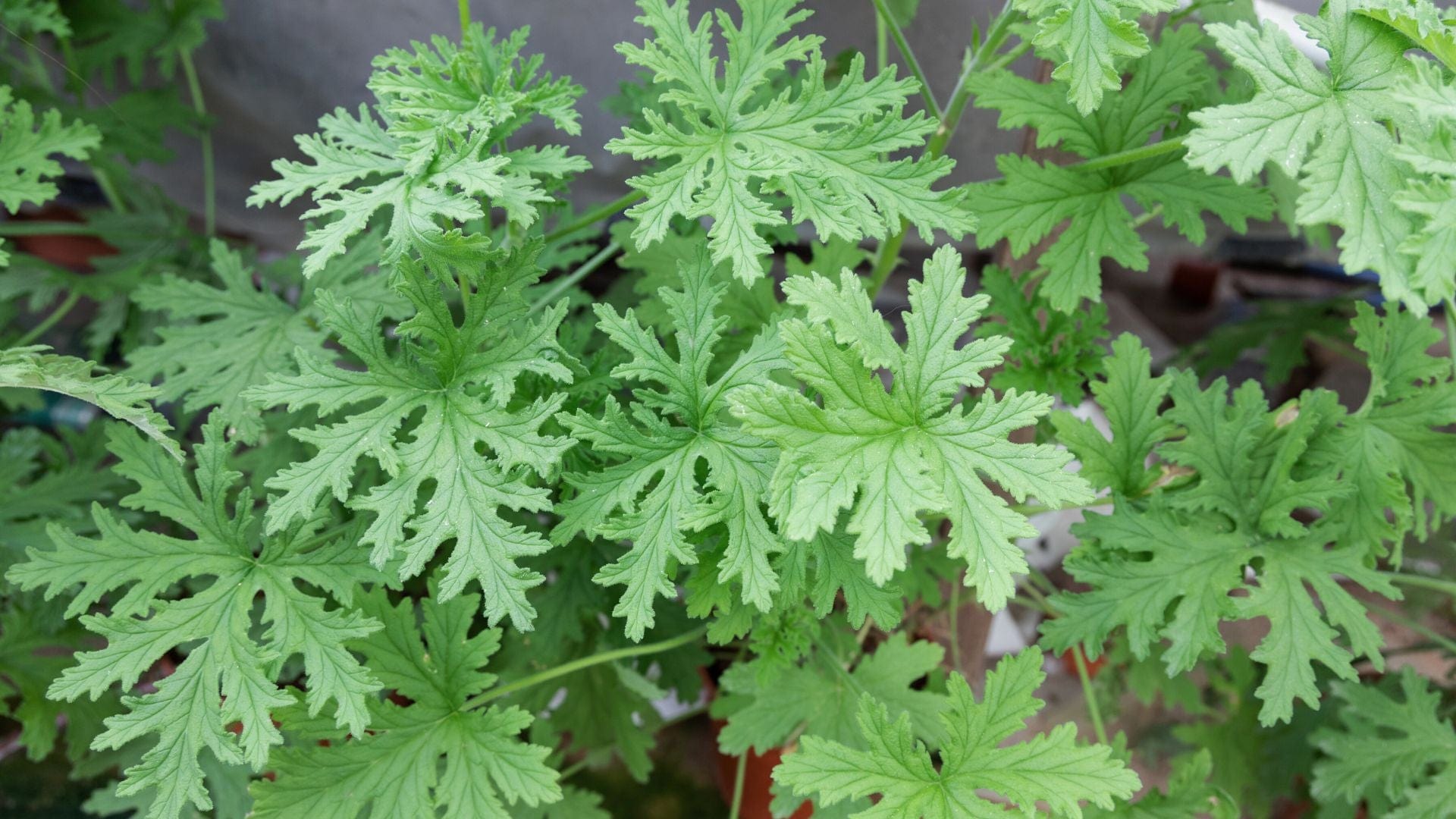 Citronella Benefits & Uses