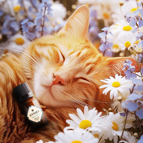 The Future of Natural Pet Grooming in Singapore