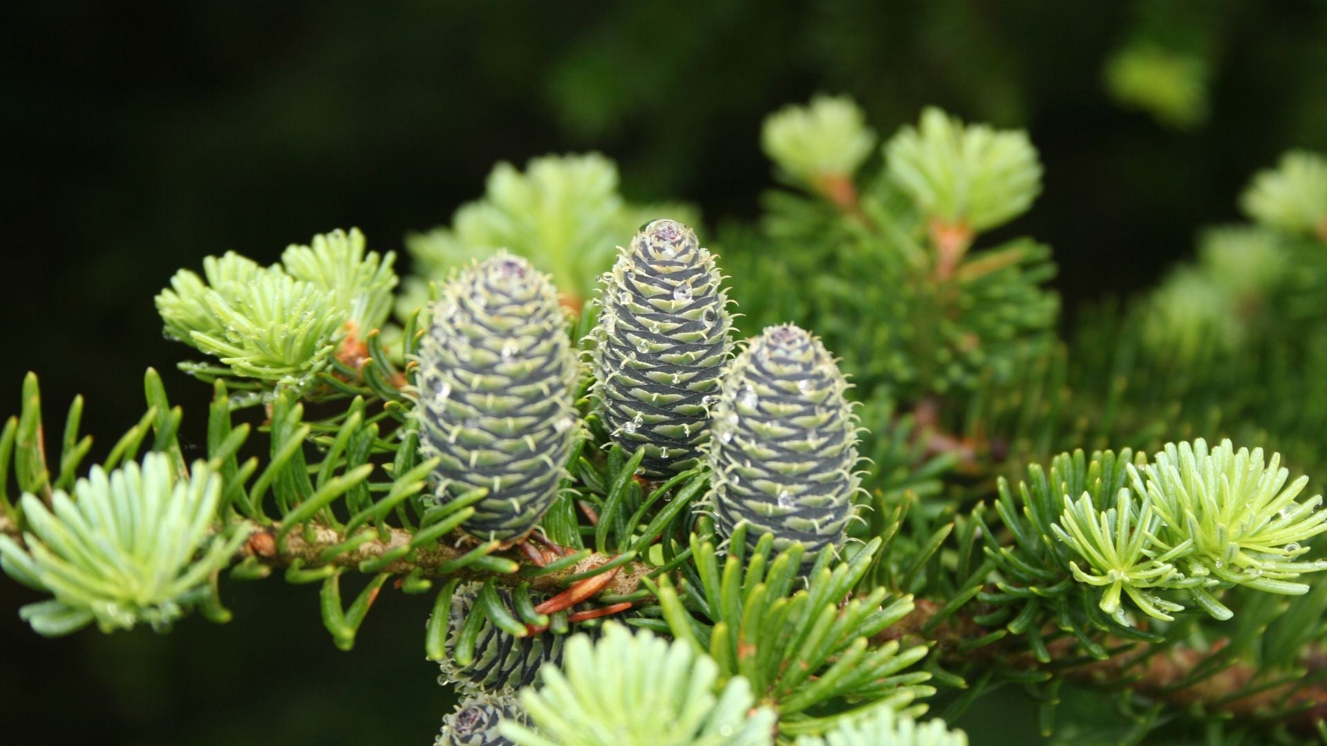 Fir Balsam