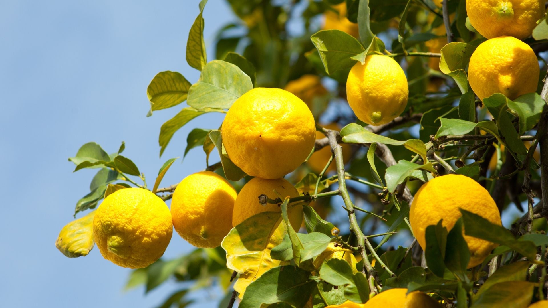 Lemon