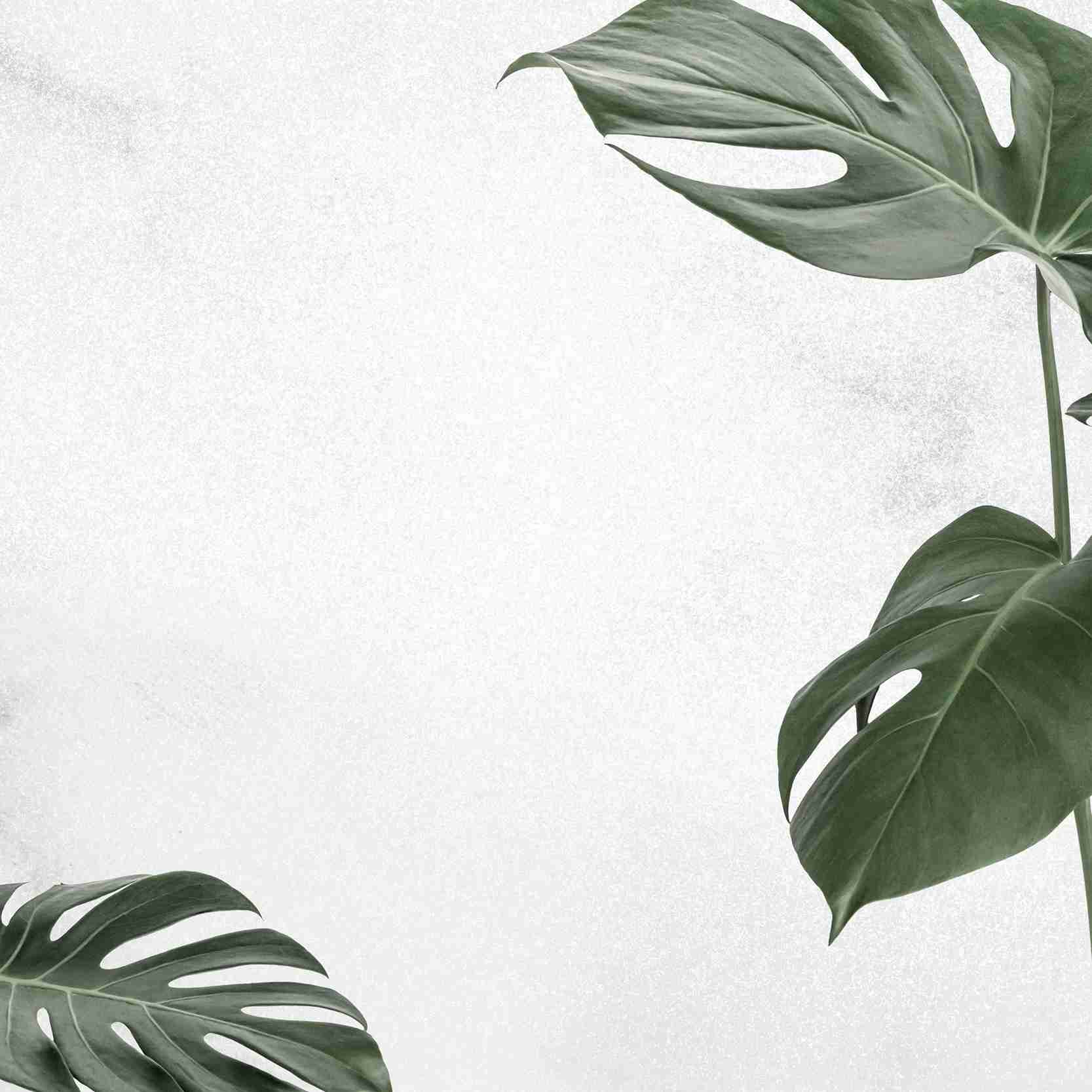 monstera-leaf-border-frame-leaf-banner-background.jpg