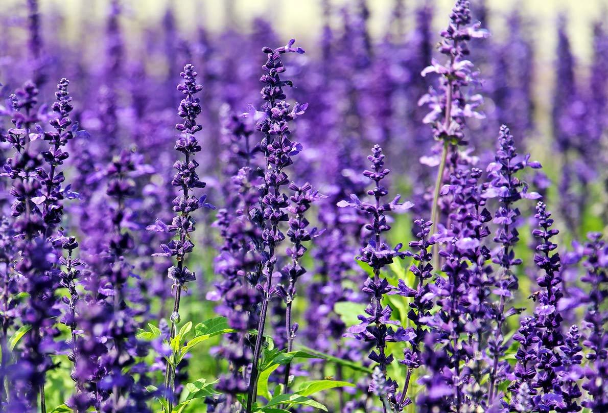 Lavender – Benefits And Uses
