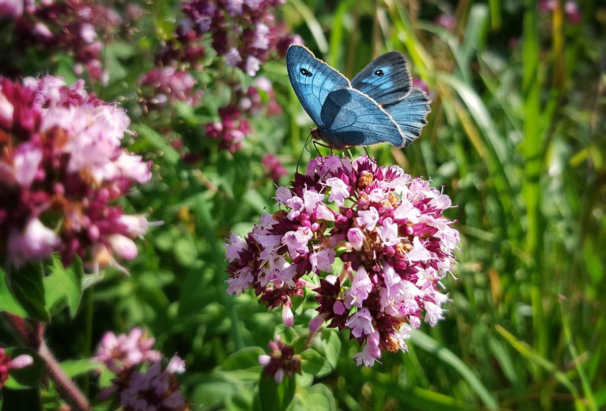 Marjoram- Benefits And Uses