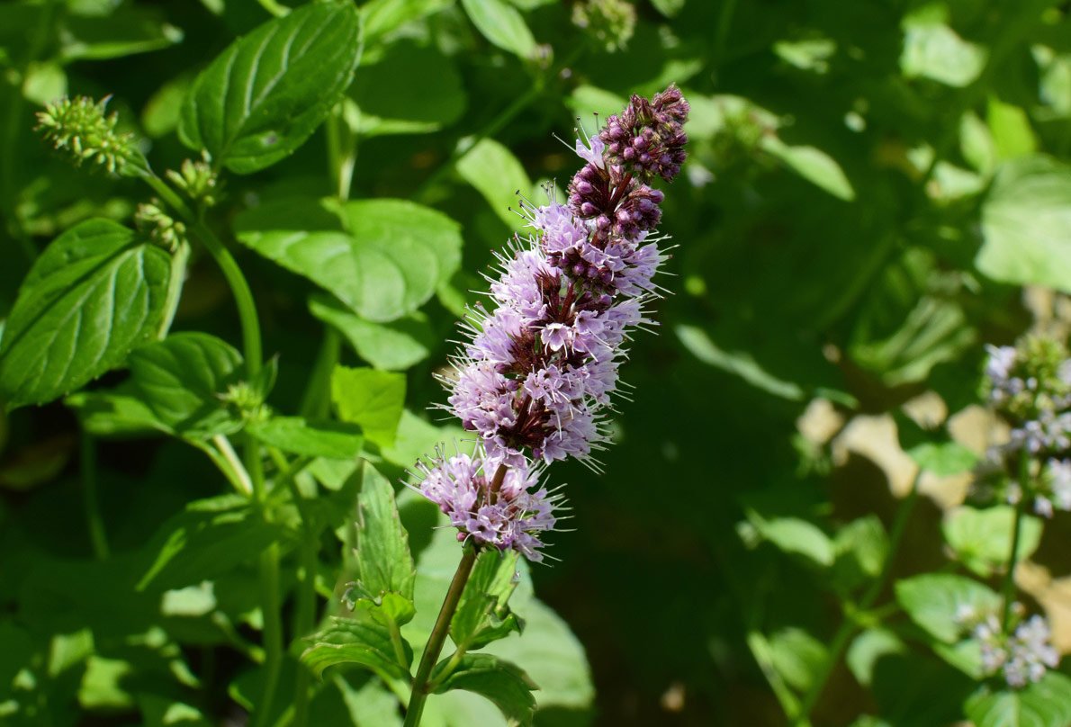 Patchouli – Benefits And Uses