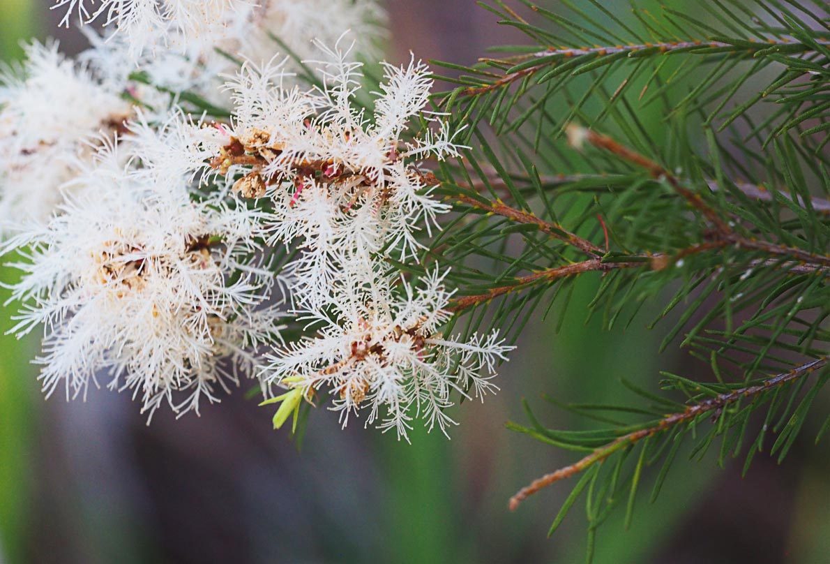 Tea Tree – Benefits And Uses