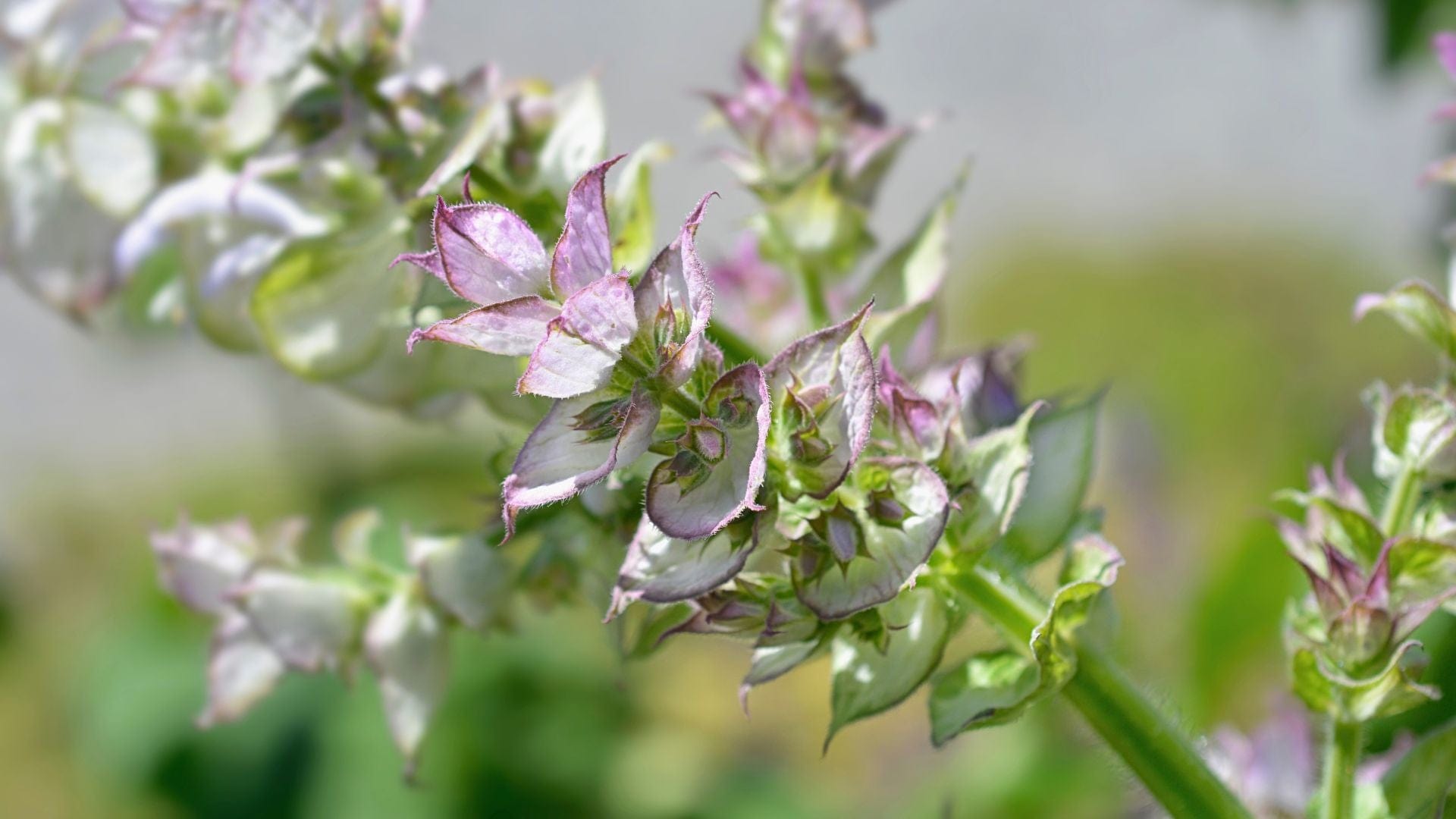 Clary Sage Benefits & Uses