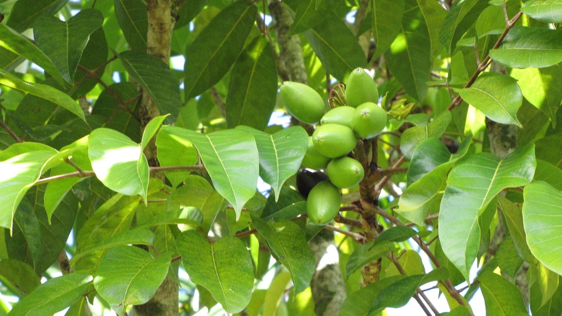 Elemi Benefits & Uses