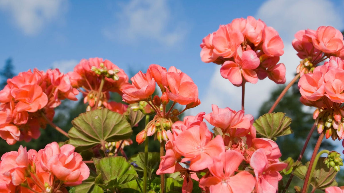 Geranium Benefits & Uses