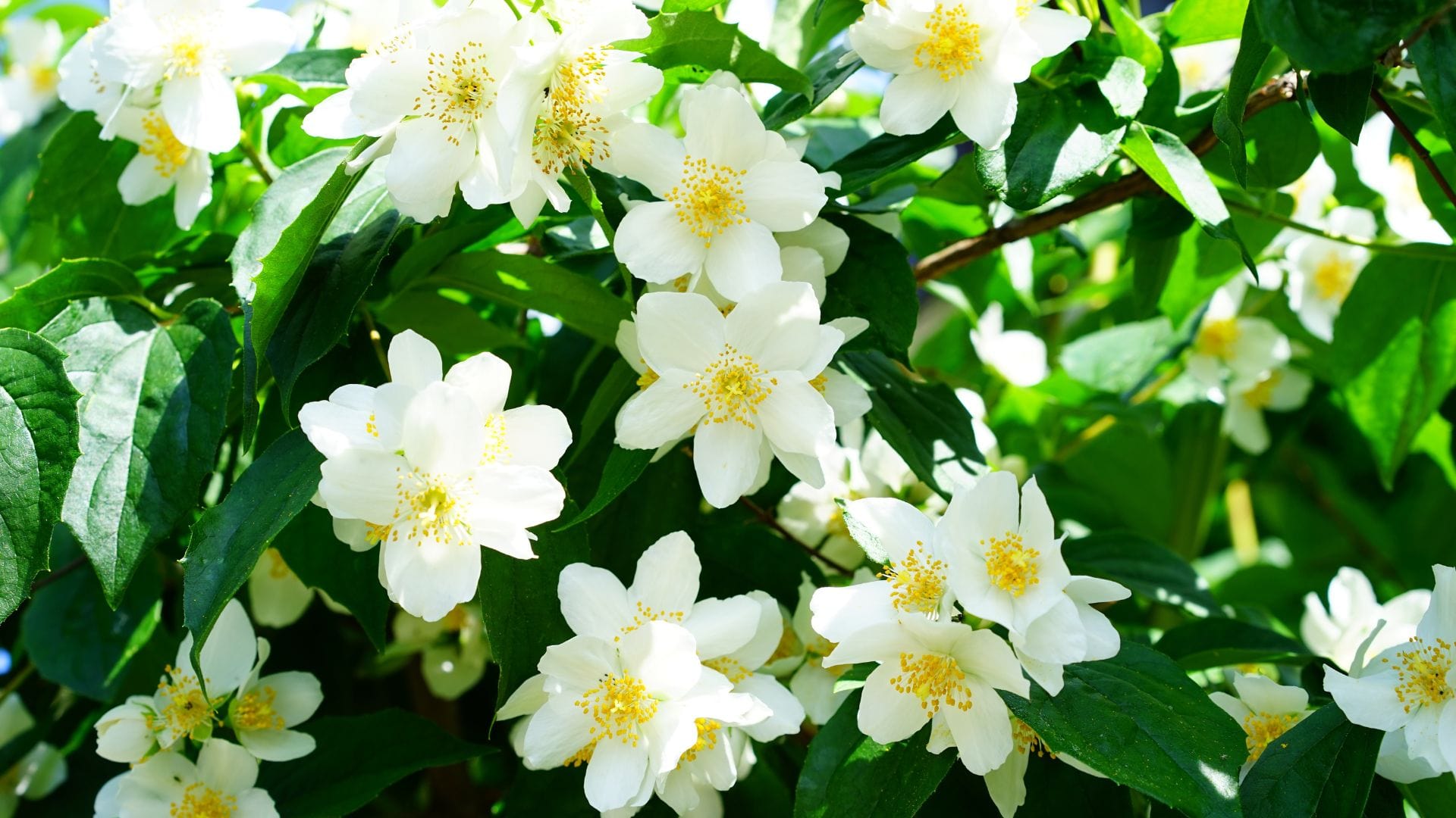 Jasmine Benefits & Uses