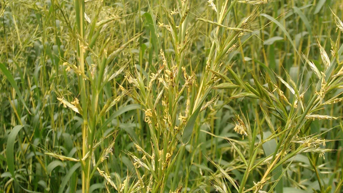 Palmarosa Benefits & Uses