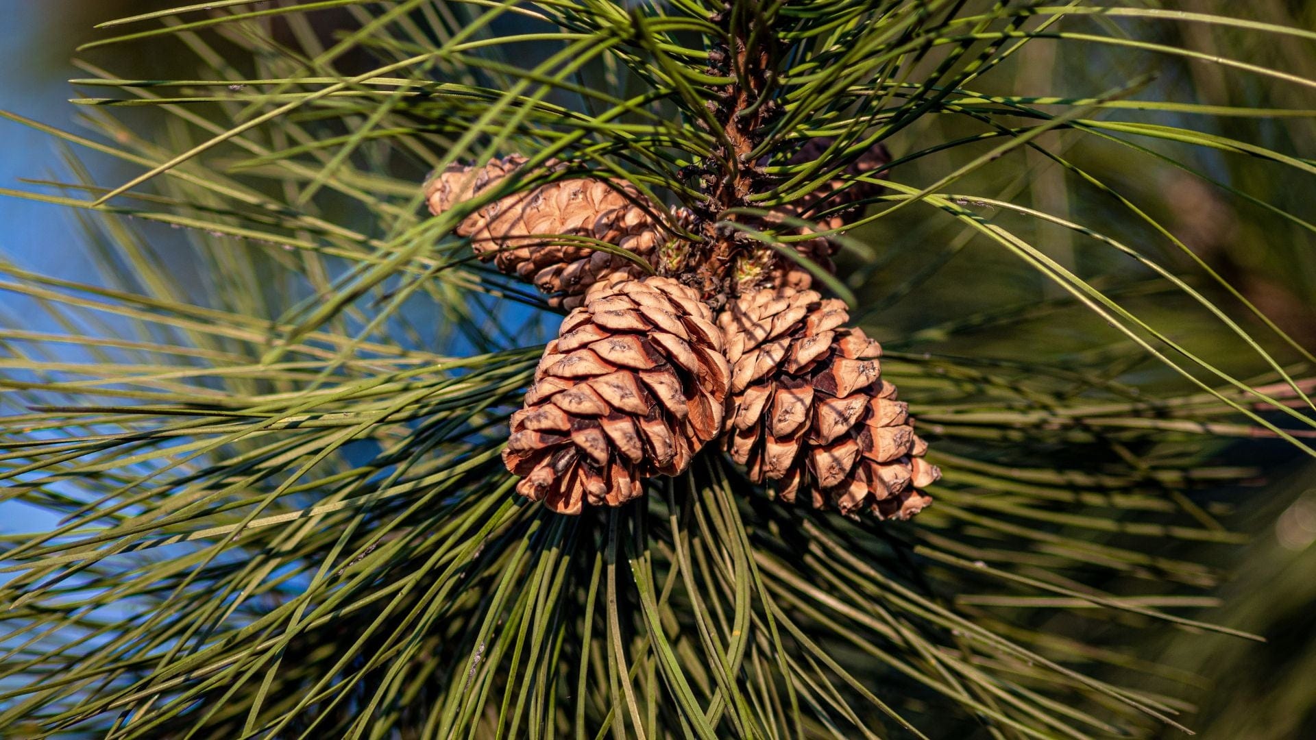 Pine Benefits & Uses