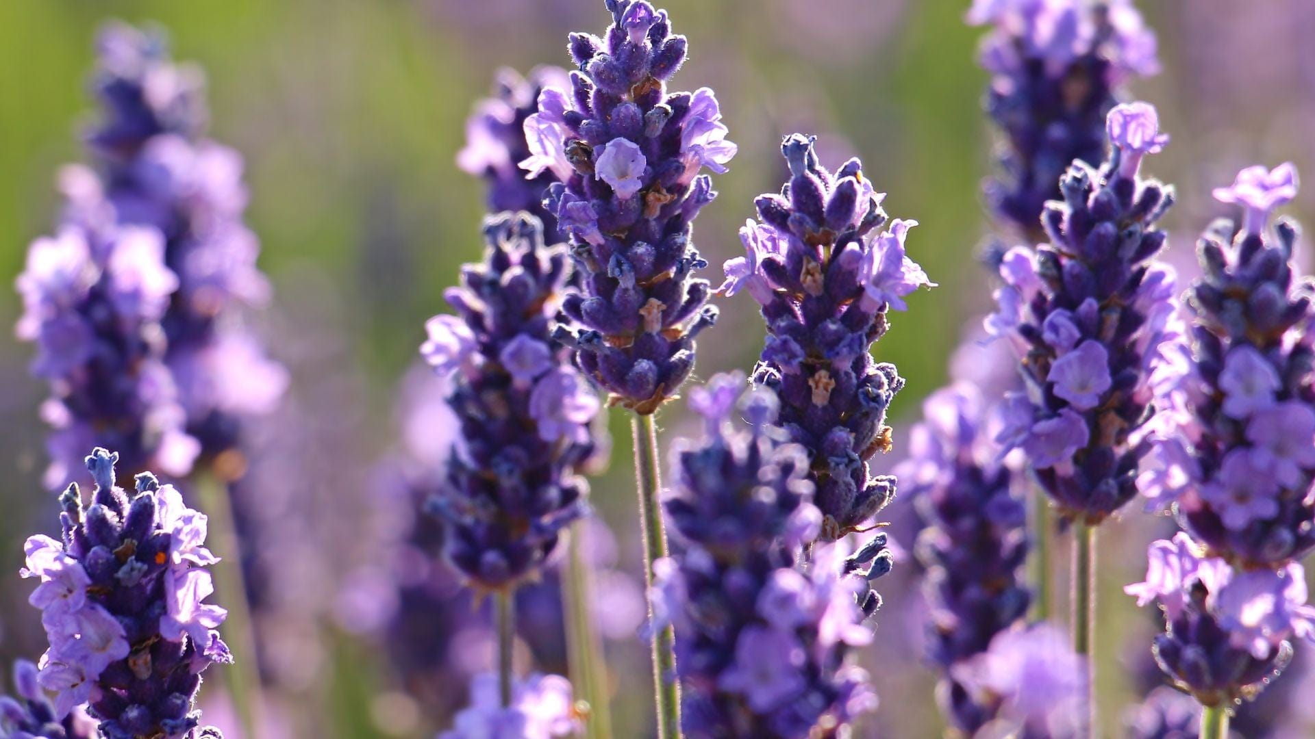 Spike Lavender Benefits & Uses
