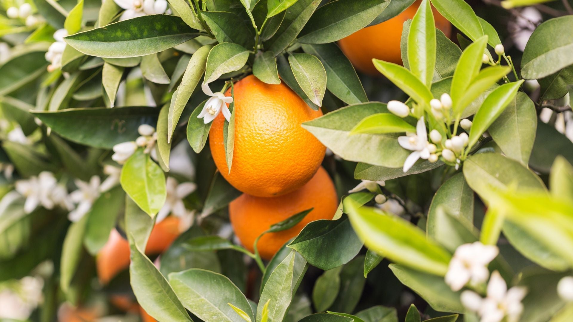Orange Blossom