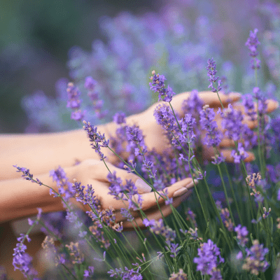 HYSSES Lavender Fields Image