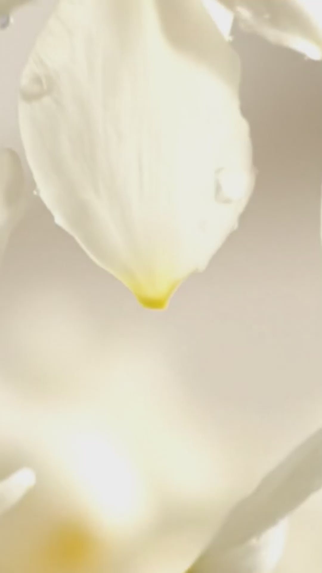 Windflower Clay Diffuser Set of 2 – Geranium Rosemary & Orchid Ambrette