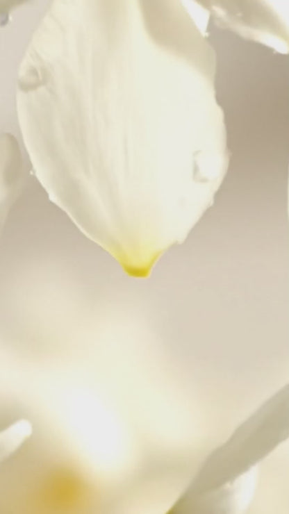 Windflower Clay Diffuser Set of 2 – Geranium Rosemary & Orchid Ambrette