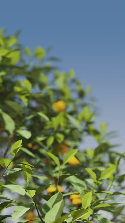 Home Scent Yuzu Vetiver